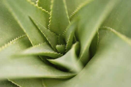 Agave Agavaceae