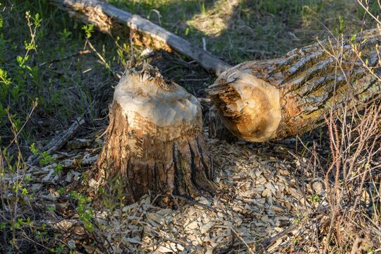 Beaver damage, felled tree, Elk Island National Park, Alberta, Canada