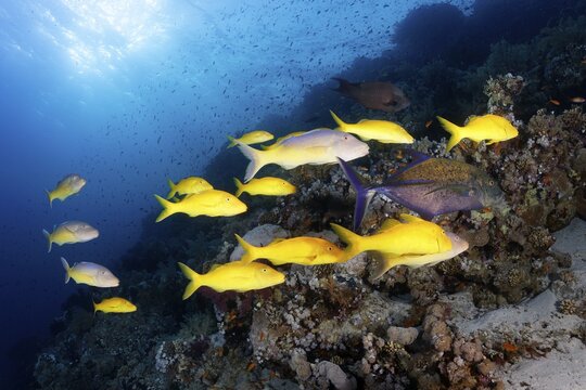 Swarm Golden Goatfish (Parupeneus cyclostomus), at the coral reef in backlight, Sharm el Sheik, Sinai Peninsula, Red Sea, Egypt