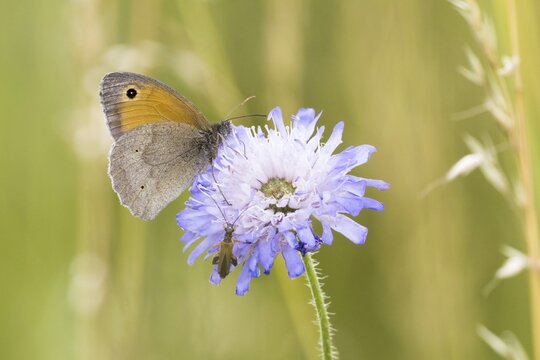 Meadow Brown (Maniola jurtina) on widow's-eye Field scabious (Knautia arvensis), Hesse, Germany