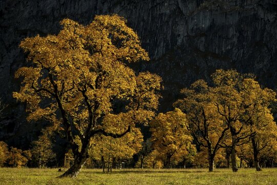 Autumnal Maple (Acer) in front of dark background, Ahornboden, Hinterri&szlig;, Austria