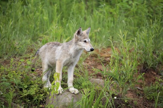 Gray wolf (Canis lupus), young animal in a meadow, Pine County, Minnesota, USA