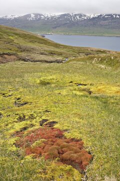 Willow Moss (Fontinalis antipyretica), Bakkager&eth;i, Iceland, Atlantic Ocean