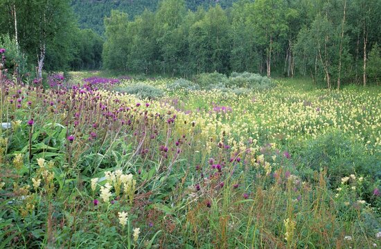 Meadowsweet (Filipendula ulmaria) and Melancholy Thistle (Cirsium helenioides), Sweden, Europe