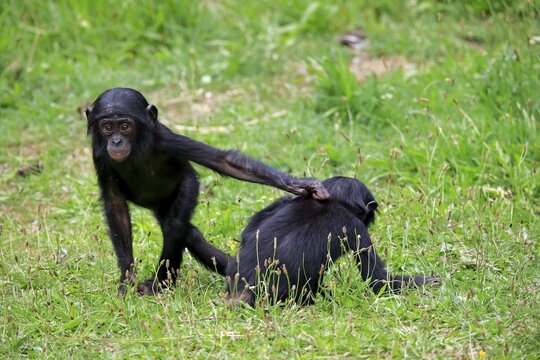 Bonobo, pygmy chimpanzee (Pan Paniscus), young, two, playing, social behavior, endangered species, captive