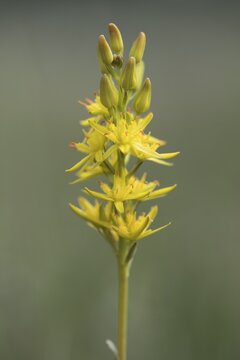 Bog Asphodel (Narthecium ossifragum), Emsland, Lower Saxony, Germany