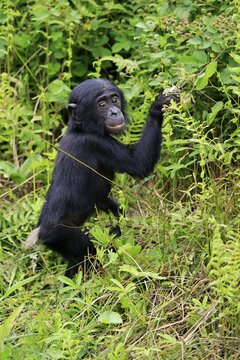 Bonobo, pygmy chimpanzee (Paniscus), juvenile, foraging, endangered species, captive