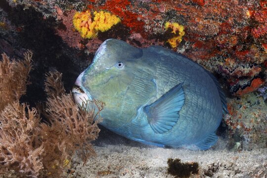 Green humphead parrotfish (Bolbometopon muricatum) sleeps at night in shelter, Great Barrier Reef, Unesco World Heritage, Pacific, Australia
