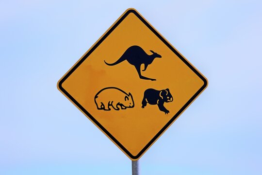 Warning sign, koala, wombat, kangaroo, Victoria, Australia