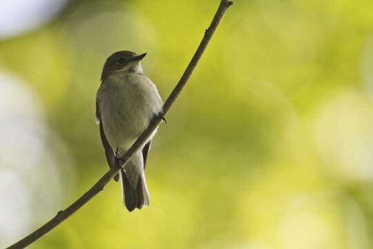 European Pied Flycatcher (Ficedula hypoleuca) sits on branch, Emsland, Lower Saxony, Germany