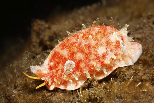 Zigzag Kaurie ( Palmadusta ziczac) , Bali, Indo-Pacific, Indonesia