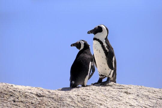 African Penguins (Spheniscus demersus), pair on rocks, Boulders Beach, Simon's Town, Western Cape, South Africa