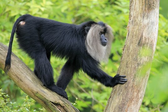Lion-tailed macaque (Macaca silenus), Wanderu, adult, up tree, alert, captive, endangered species, India