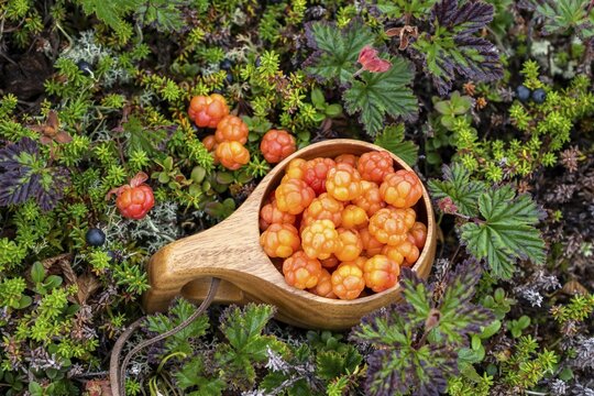 Cloudberries (Rubus chamaemorus) in a wooden cup, Finnmark, Lapland, Alta, Norway