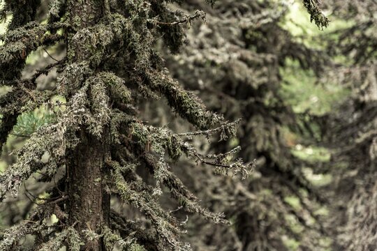 Spruce (Picea) covered with lichen, S&ouml;lden, &Ouml;tztal, Tyrol, Austria
