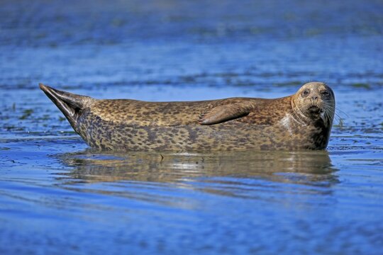 Harbor seal (Phoca vitulina), adult, lying in the water, Elkhorn Slough, California, USA