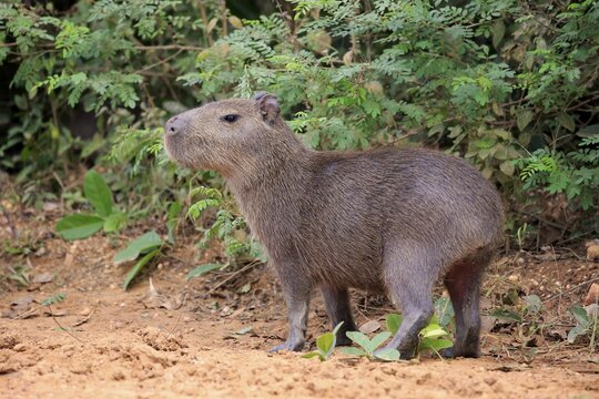 Capybara (Hydrochoerus hydrochaeris), young animal, on land, Pantanal, Mato Grosso, Brazil