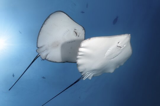 Left Blackspotted stingray (Taeniura meyeni), right pink whipray (Himantura fai) from below, backlight, sun, Indian Ocean, Maldives