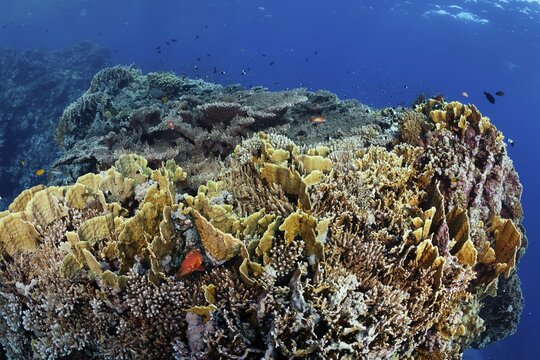 Reef top with dense growth on plates Fire coral (Millepora platyphyllia), yellow, Vermillion seabass (Cephalopholis miniata), Red Sea, Fury Shoals, Egypt