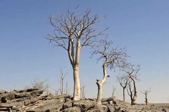 Moringa trees (Moringa ovalifolia) on a dolerite hill in the Halali camp, Etosha National Park, Namibia, Africa