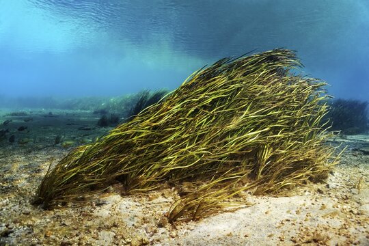 Underwater landscape, riverbed with reeds, Rainbow River, Rainbow Springs State Park, Dunnelon, Florida, USA