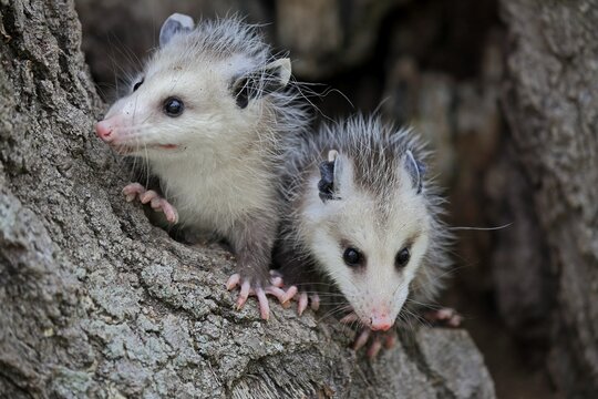 Virginia Opossum (Didelphis virginiana), two young animals on tree trunk, vigilant, animal portrait, Pine County, Minnesota, USA
