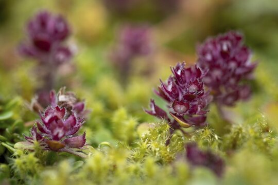 Arctic Thymus praecox (Thymus praecox ssp. arcticus), Landmannalaugar, Fjallabak, Icelandic highlands, Iceland