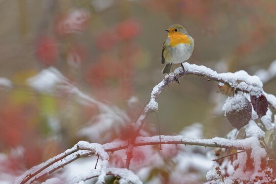 European robin (Erithacus rubecula), sitting on a branch of blackberry covered with ice and snow, Swabian Alb Biosphere Reserve, Baden-W&uuml;rttemberg, Germany
