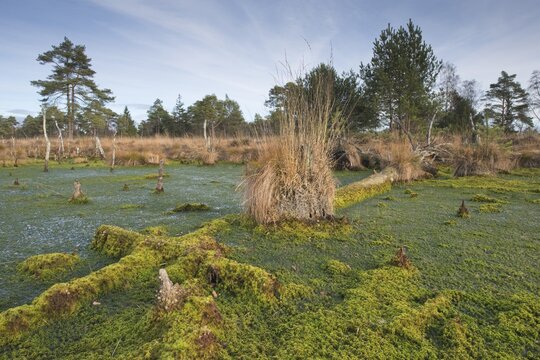 Moor landscape with peat mosses (Sphagnum spec.), Tister Moor, Lower Saxony, Germany
