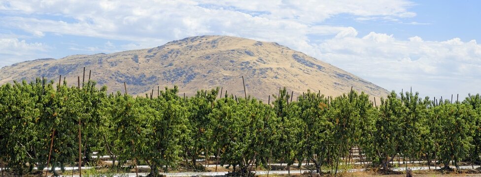 Nectarines (Prunus persica var nucipersica), plantation in the middle of the Californian hills, Centerville, Fresno, California, United States