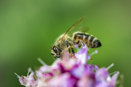 Honey bee (Apis mellifera) on a purple blossom, wild marjoram (Origanum vulgare), closeup, Bavaria, Germany