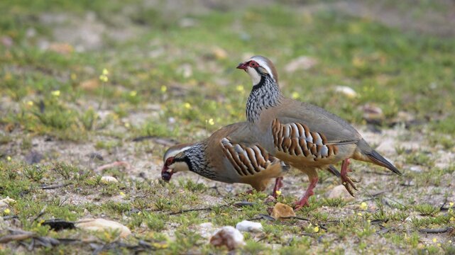 Red-legged Partridge (Alectoris rufa), pair foraging, Extremadura, Spain