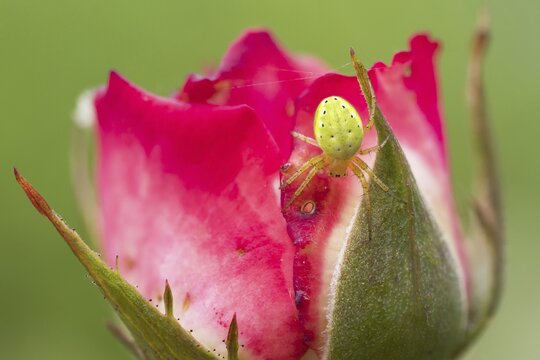 Cucumber green spider (Araniella cucurbitina) on rose blossom, Hesse, Germany