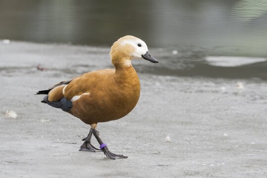 Ruddy shelduck (Tadorna ferruginea) walks on ice surface, Hesse, Germany