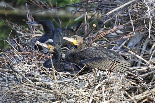 Great- or Black Cormorant (Phalacrocorax carbo), Schoenbrunn Zoo, Vienna, Austria, Europe