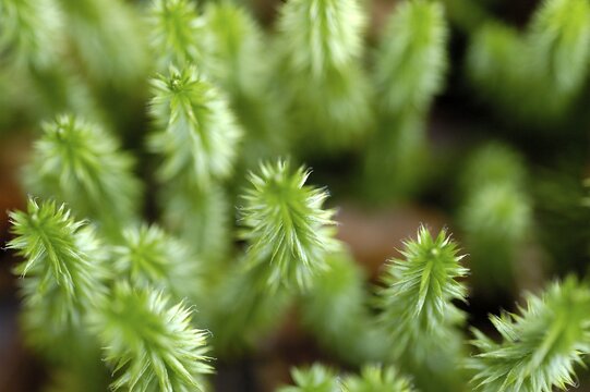 Lycopodium clavatum, Fern