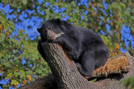 Spectacled bear (Tremarctos ornatus), adult, resting on tree, captive