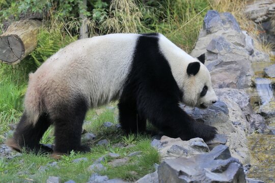Giant Panda (Ailuropoda melanoleuca), adult, foraging, captive, China
