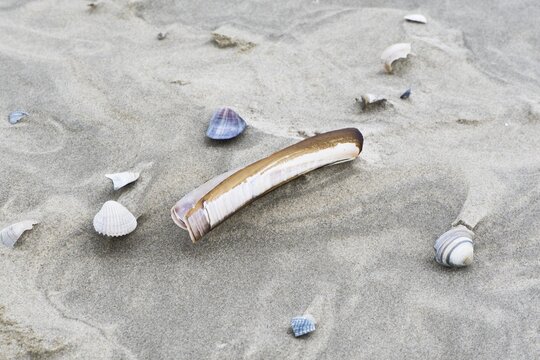 Sword razor (Ensis ensis) on the beach, Juist, Lower Saxony