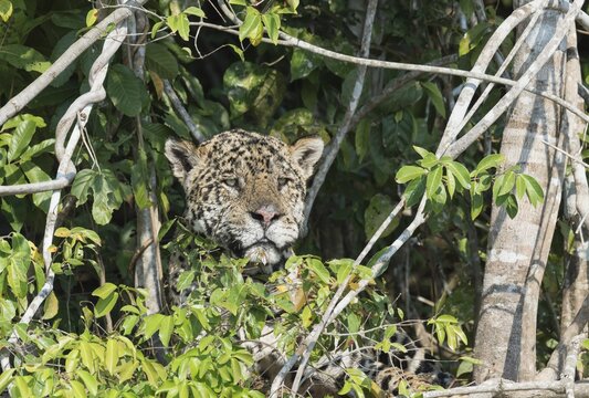 Male Jaguar (Panthera onca) hidden on a riverbank, Cuiaba river, Pantanal, Mato Grosso, Brazil