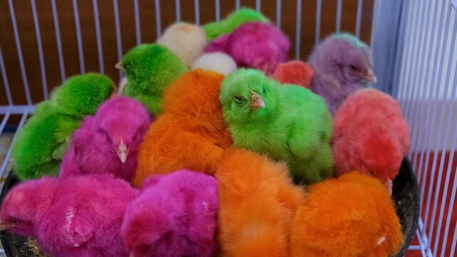 The Magical World of Colorful Chickens, Crazy Colors in the Coop, The Rainbow Coop