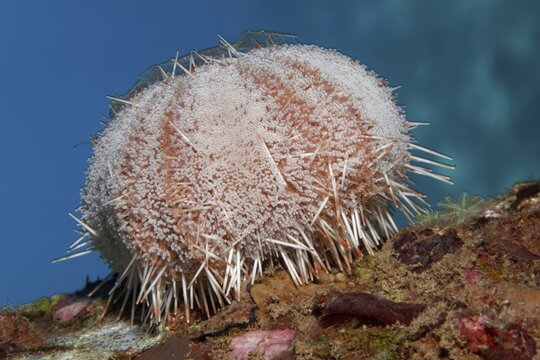 Peacock Collector Urchin (Tripneustes gratilla), Red Sea, Aqaba, Kingdom of Jordan