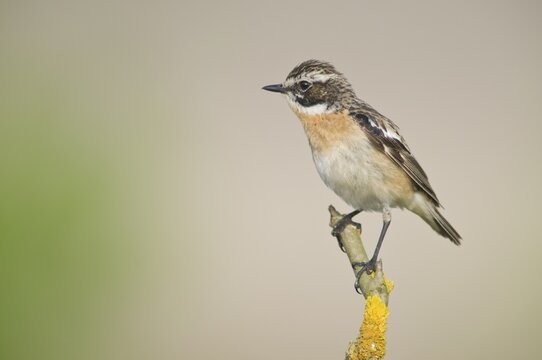 Whinchat (Saxicola rubetra), Emsland, Lower Saxony, Germany