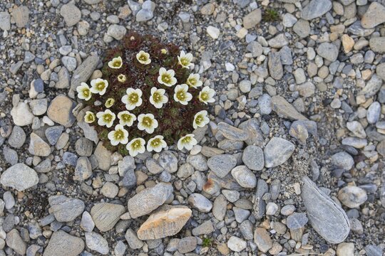 Irish Saxifrage  (Saxifraga rosacea), Recherchefjorden, Spitsbergen, Norway