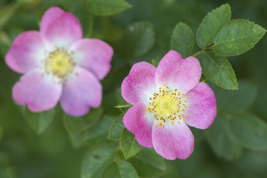 Dog-rose (Rosa canina), Emsland, Lower Saxony, Germany