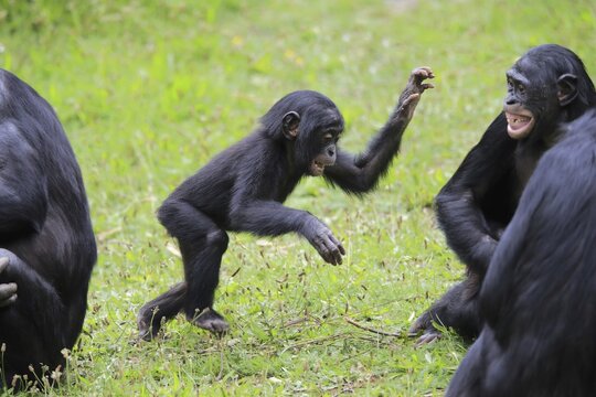 Bonobo, pygmy chimpanzee (Pan Paniscus), juvenile, subadult, semi-adult juvenile, group, social behavior, endangered species, captive