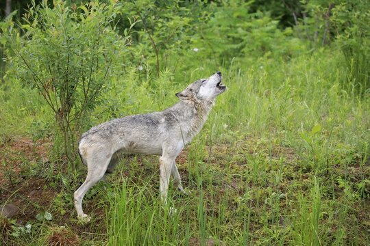 Gray wolf (Canis lupus), adult, howling in meadow, Pine County, Minnesota, USA