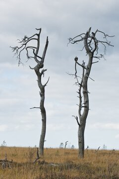 Dead scots pine (Pinus sylvestris) in the moor, High Fens, Belgium