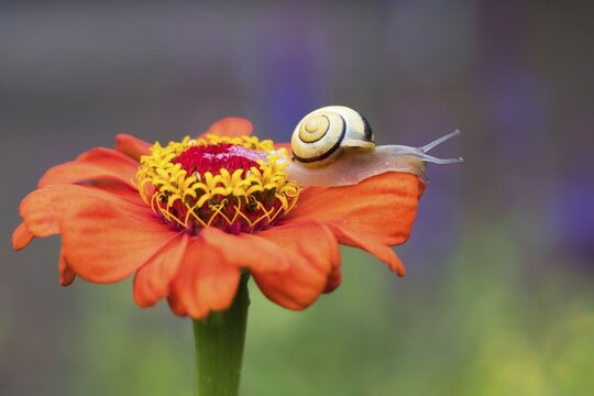 Snail (Cepaea) on flower of Zinnia (Zinnia elegans), Hesse, Germany