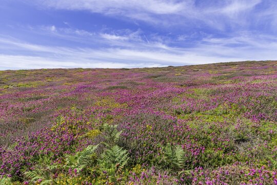 Flowering heather (Erica) at Cap de la Ch&eacute;vre, Crozon, D&eacute;partement Finist&egrave;re, France